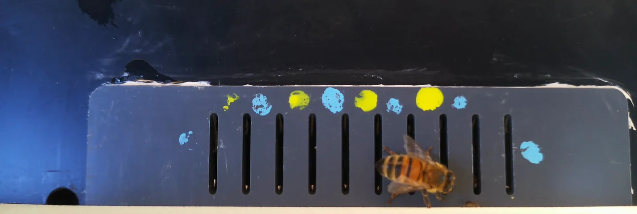 Stop-motion sequence from feeder camera B on June 30, 2025