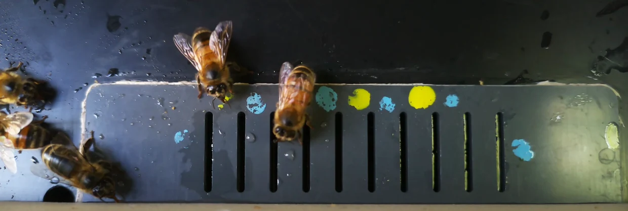 Stop-motion sequence from feeder camera B on July 4, 2025