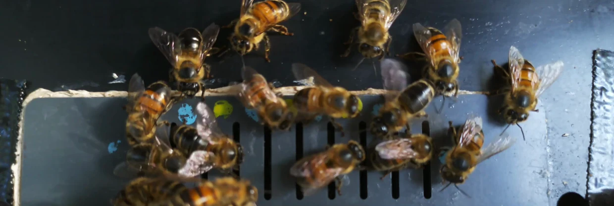 Stop-motion sequence from feeder camera C on June 22, 2025